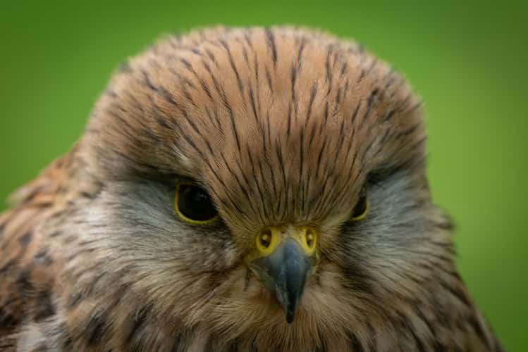 National Centre for Birds of Prey, Helmsley