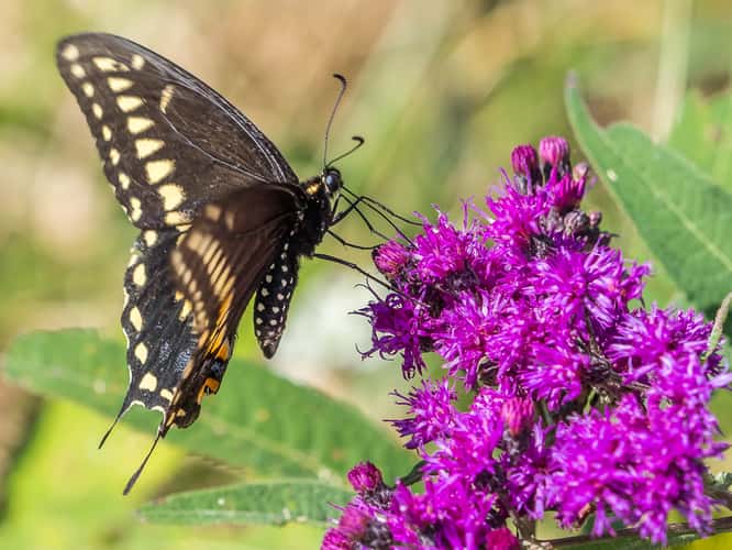 Ottawa National Wildlife Refuge
