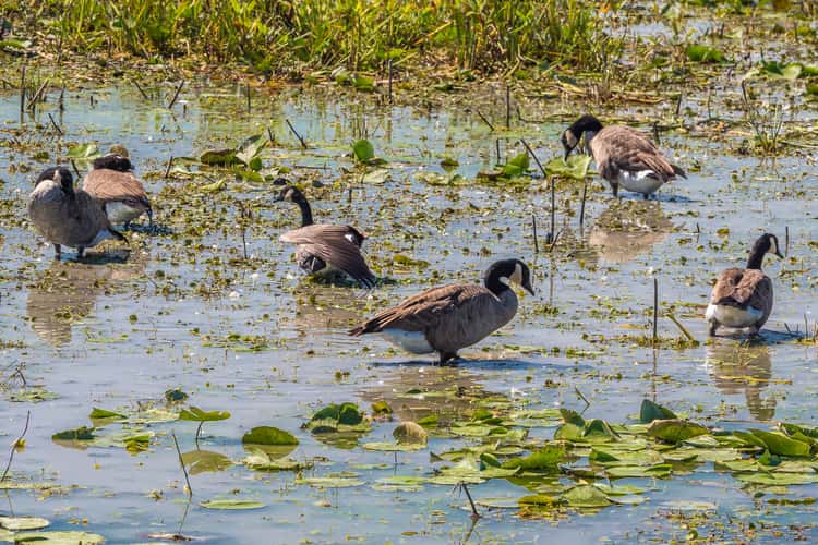Ottawa National Wildlife Refuge