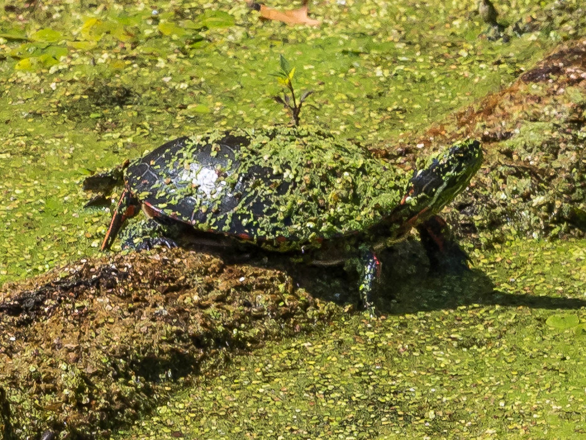 Ottawa National Wildlife Refuge, USA