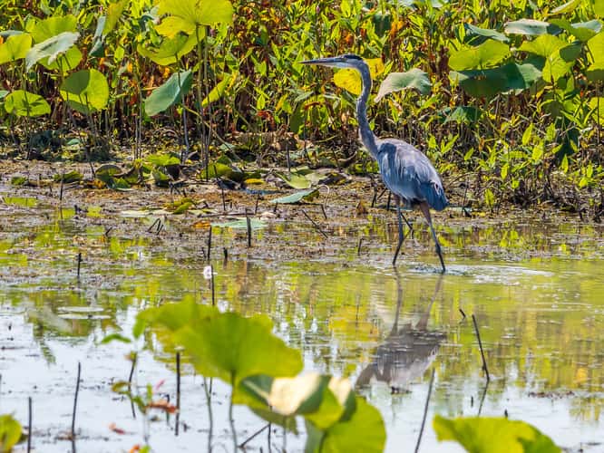 Ottawa National Wildlife Refuge