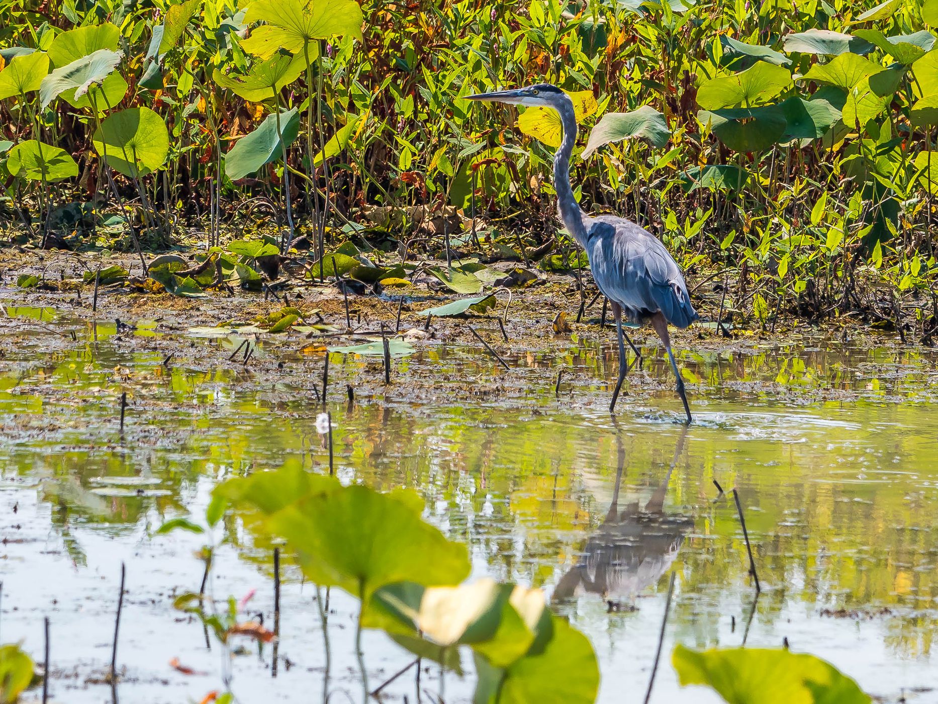 Ottawa National Wildlife Refuge, USA