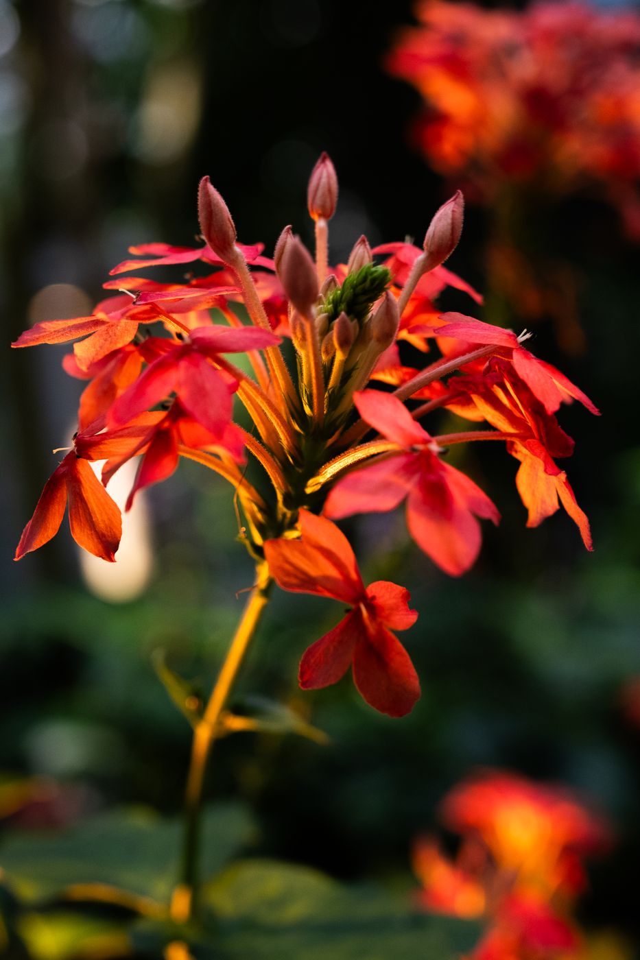 Palmengarten, Frankfurt am Main, Germany