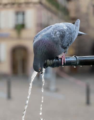 Place de la Sinne