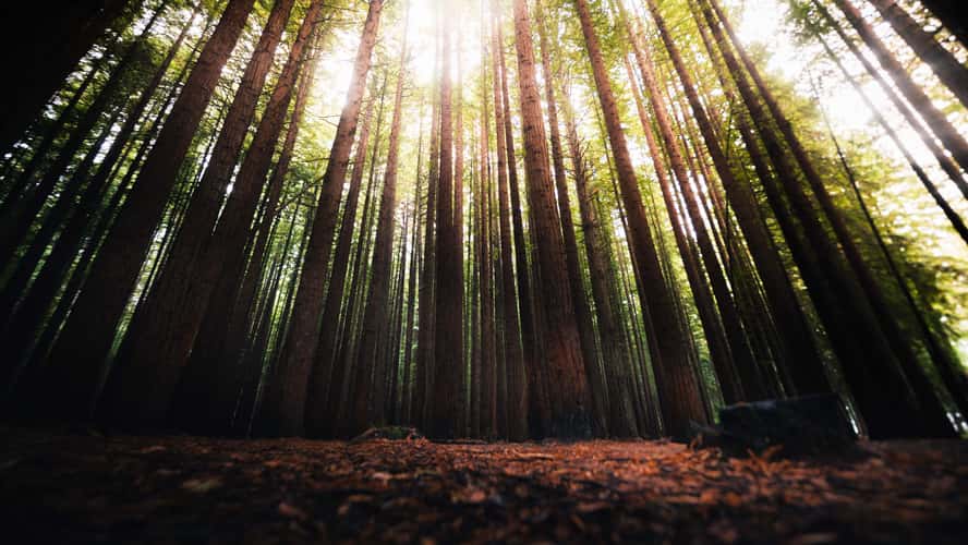 Redwoods Rotorua