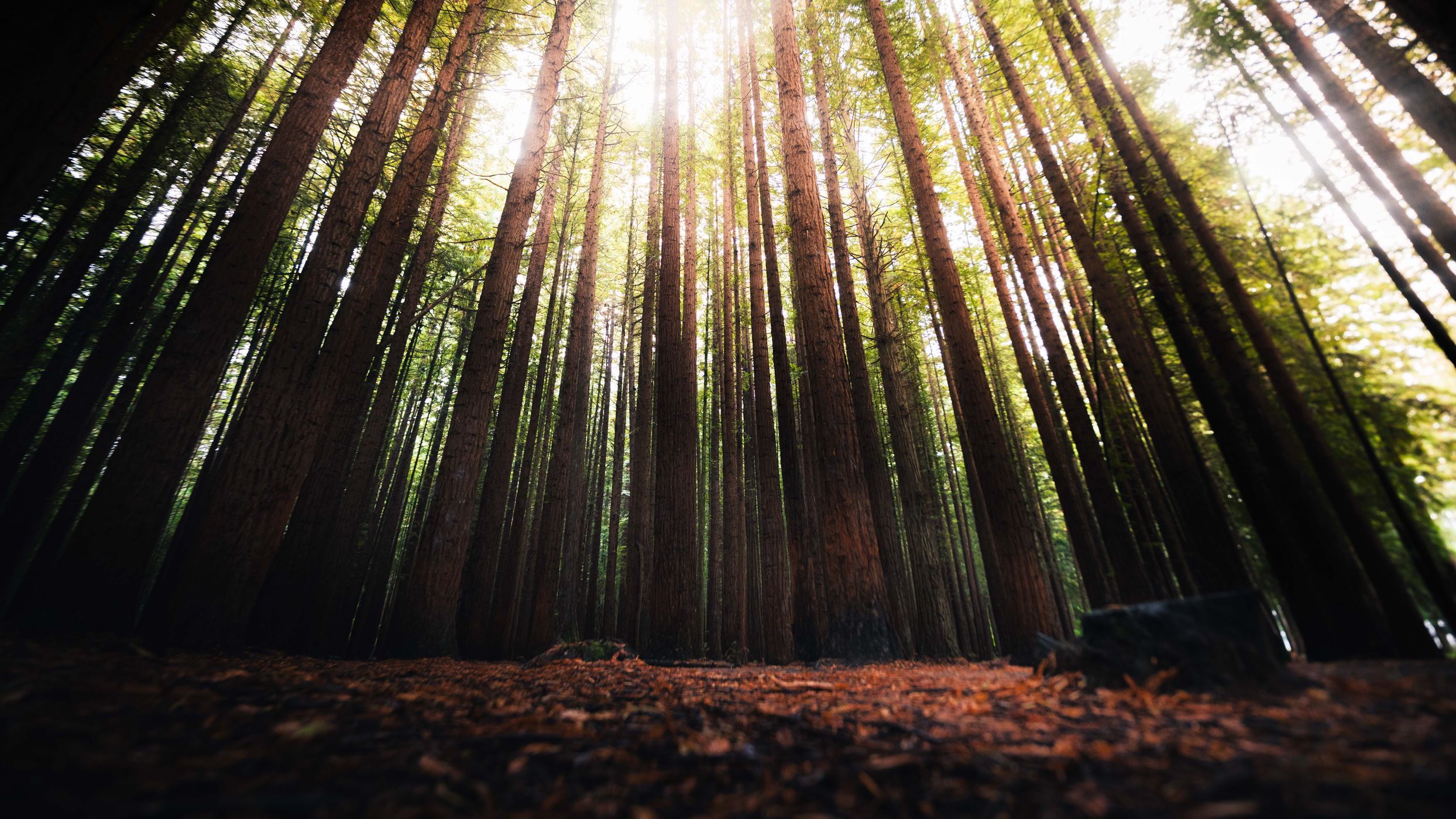 Redwoods Rotorua, New Zealand