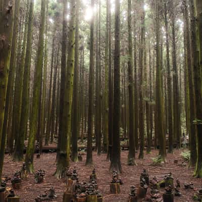 Saryeoni Forest, South Korea