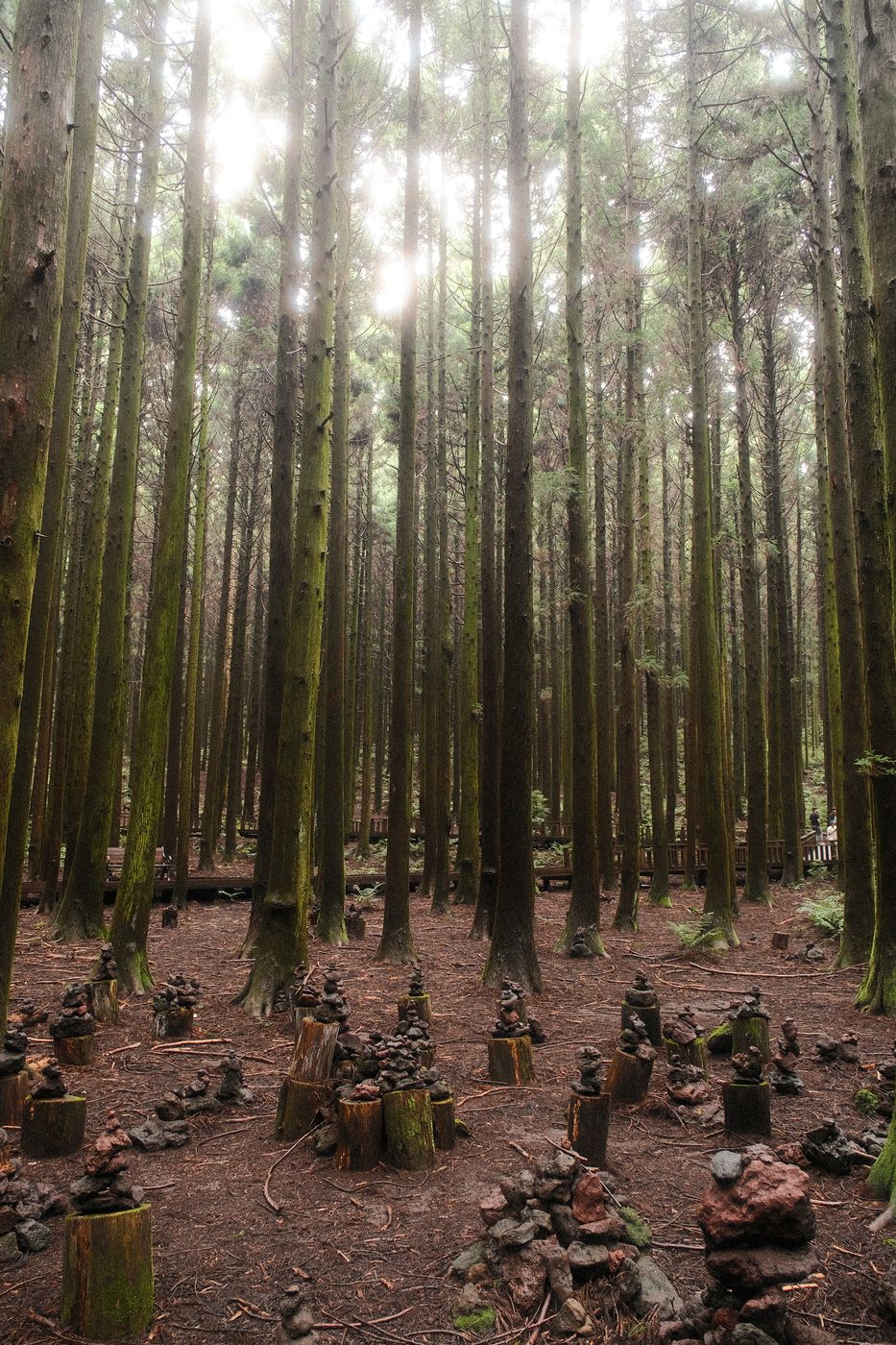 Saryeoni Forest, South Korea