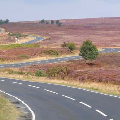 Spaunton Moor, United Kingdom