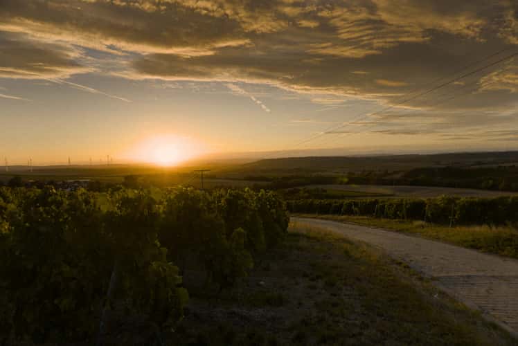 Sunset over the Vineyards of Rheinhessen