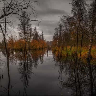 Tarbeker Moor, Germany