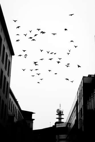 Telemoritz - Hannover