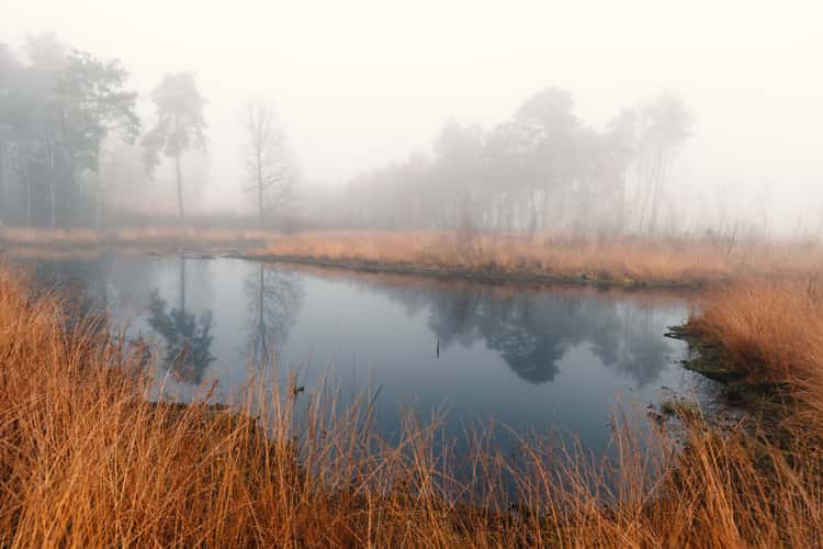 Tister Moor