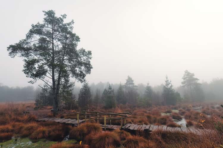 Tister Moor
