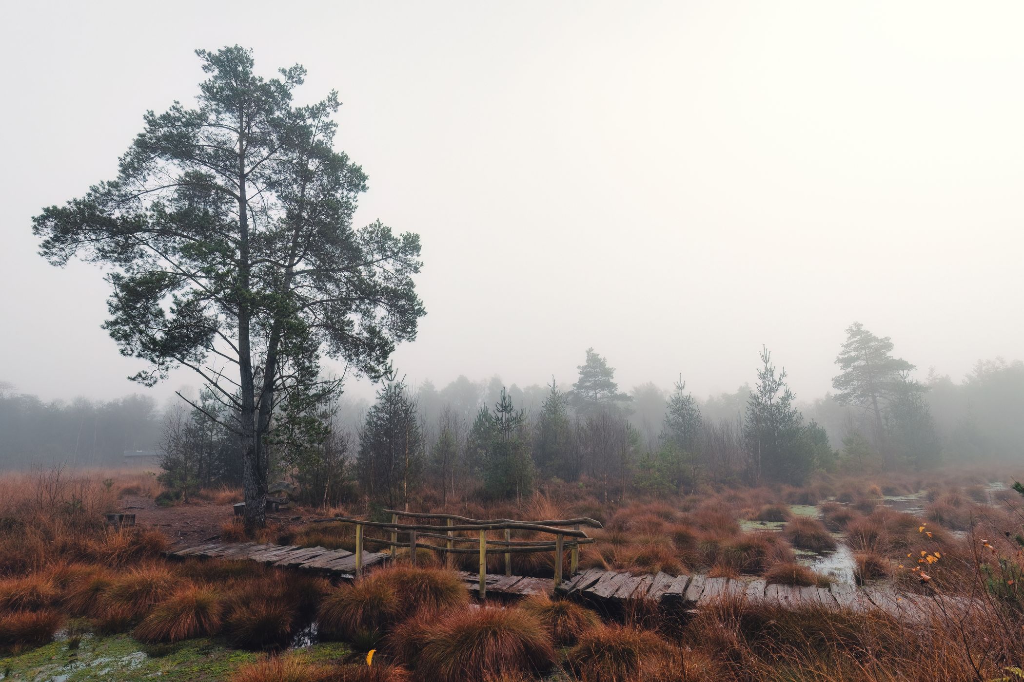 Tister Moor, Germany