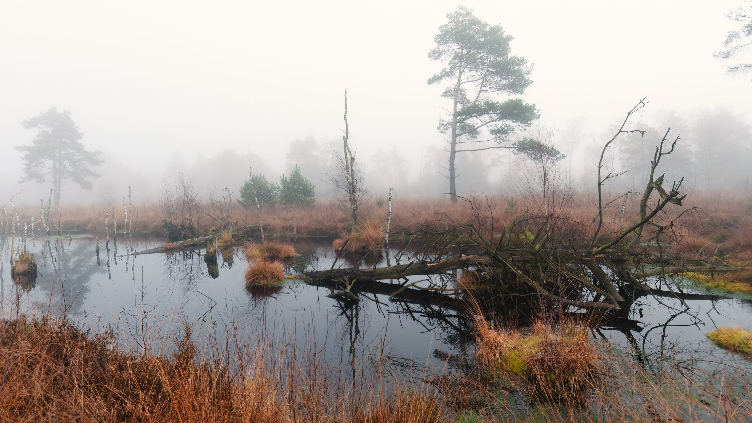 Tister Moor, Germany