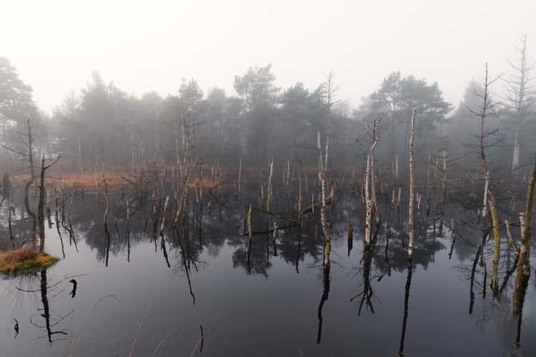 Tister Moor