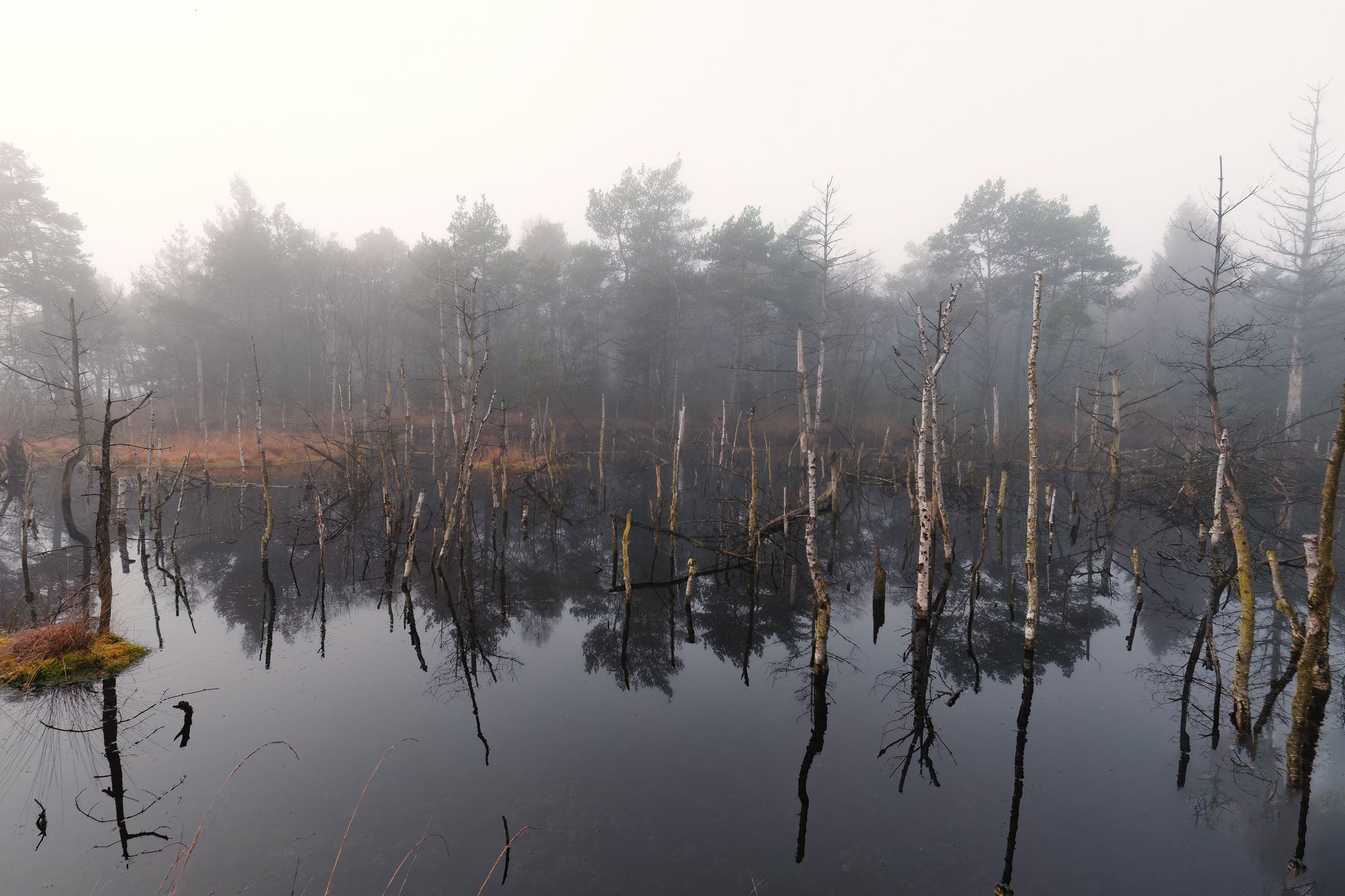Tister Moor, Germany