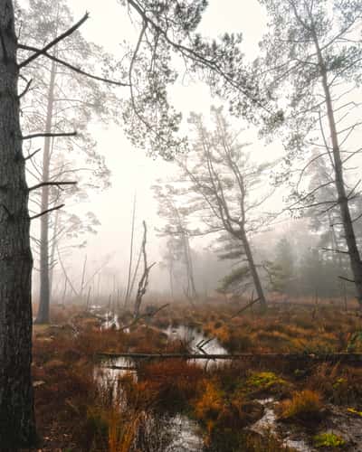 Tister Moor