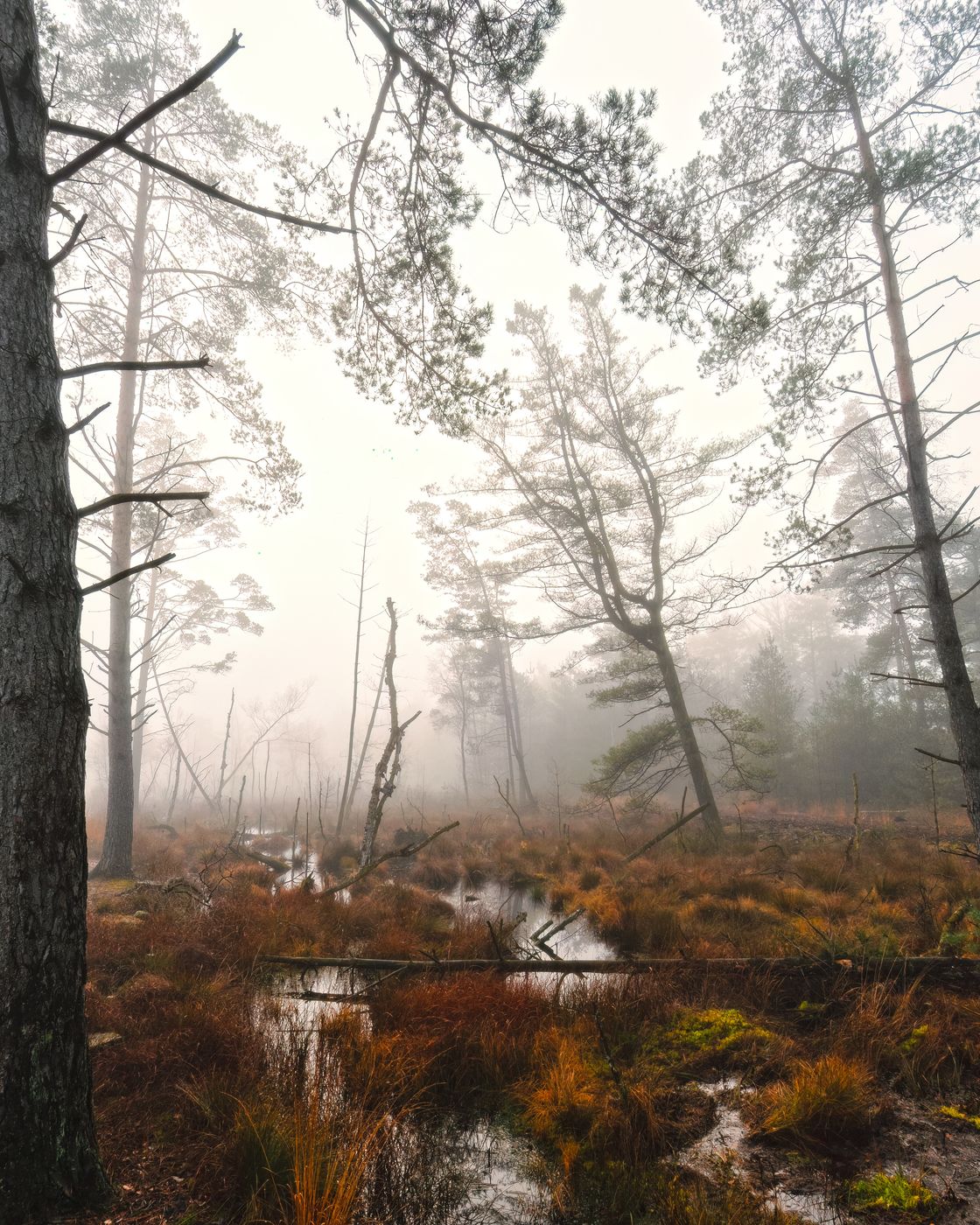 Tister Moor, Germany