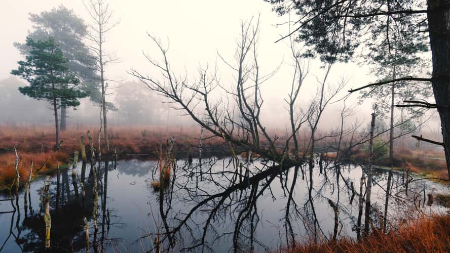 Tister Moor