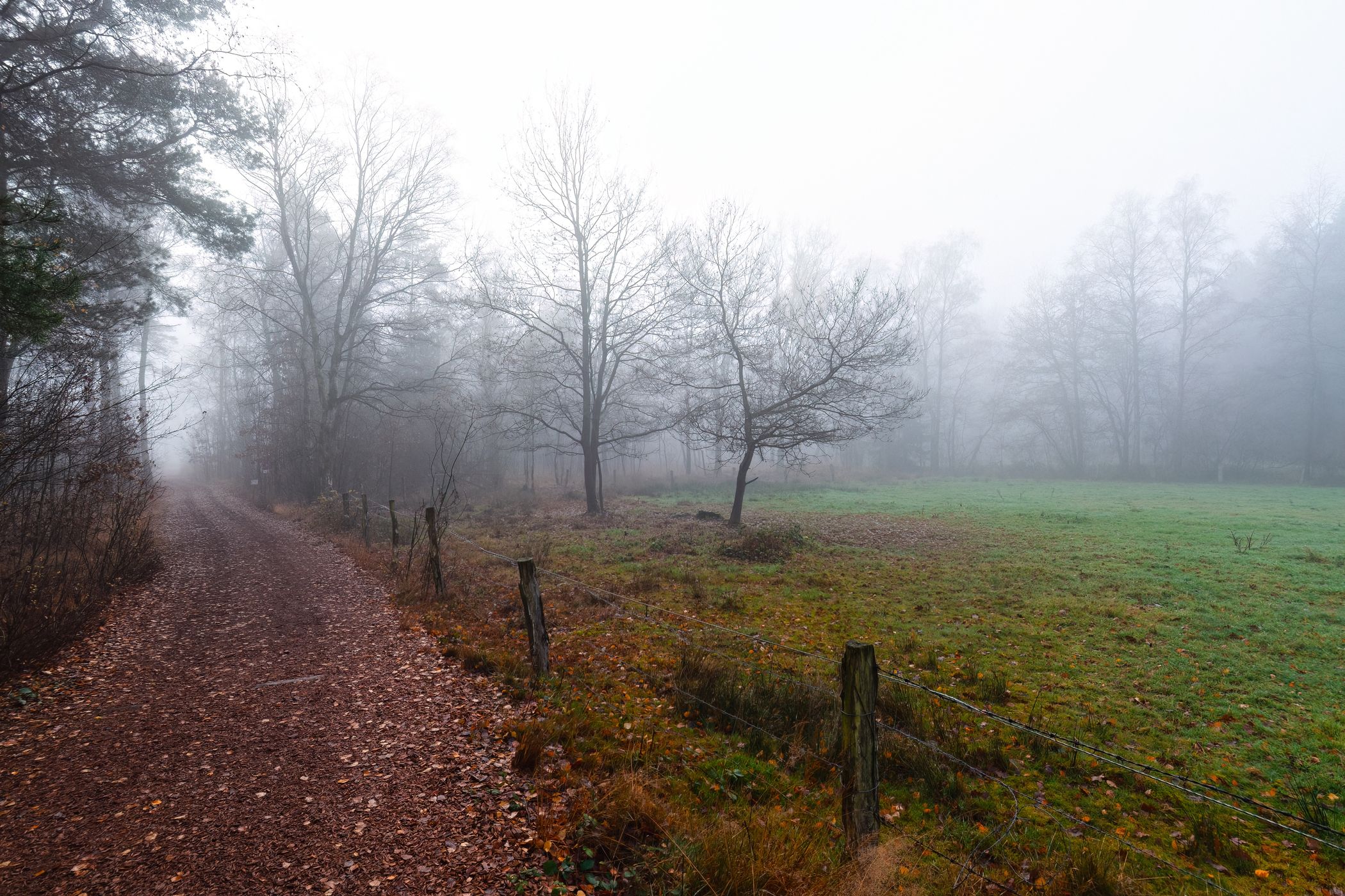 Tister Moor, Germany