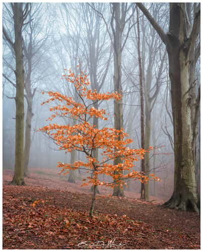 Troostenbergbos