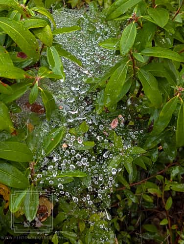 Wild Gardens of Acadia