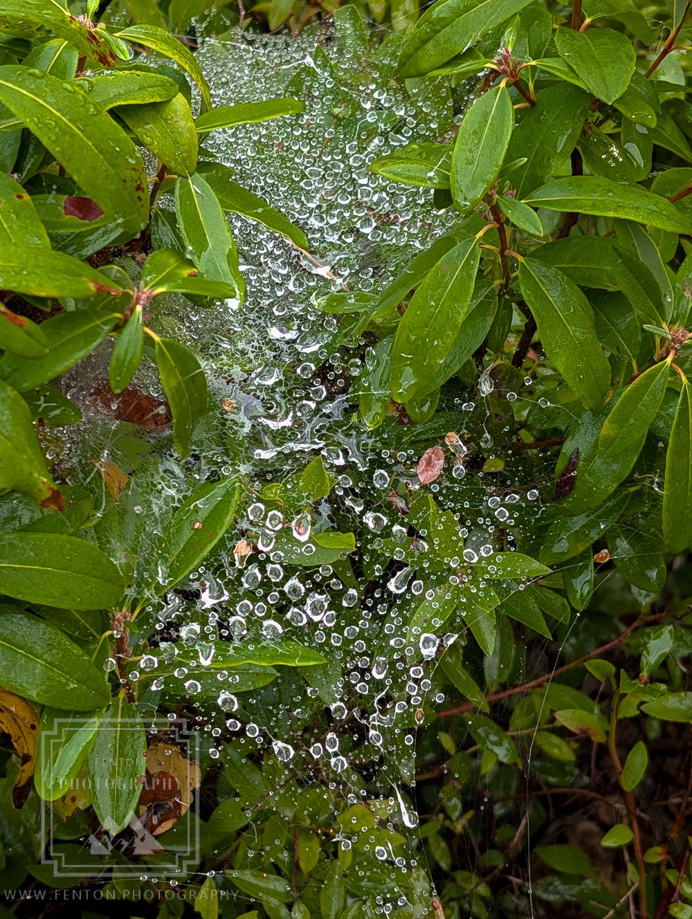Wild Gardens of Acadia, USA