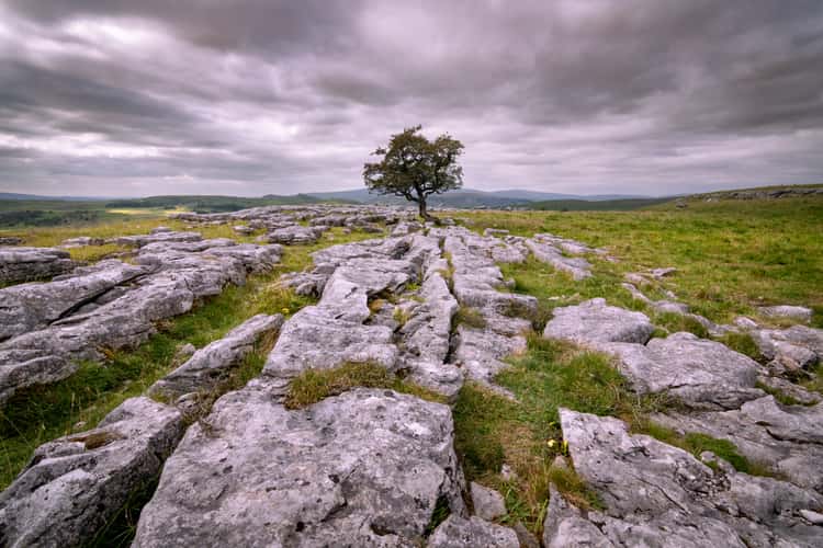Winskill Stones Tree