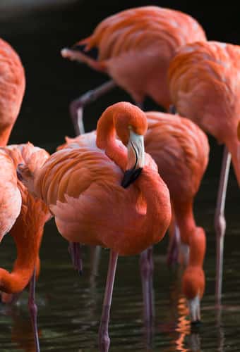 Zoo Barcelona
