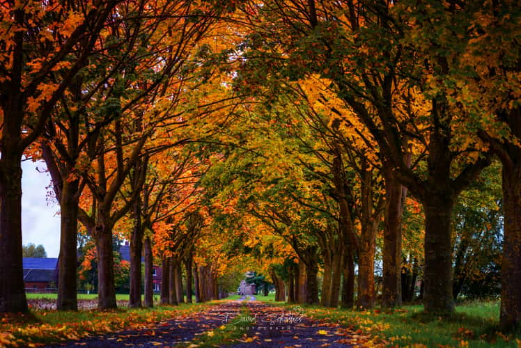 A beautiful avenue outside of Hamm