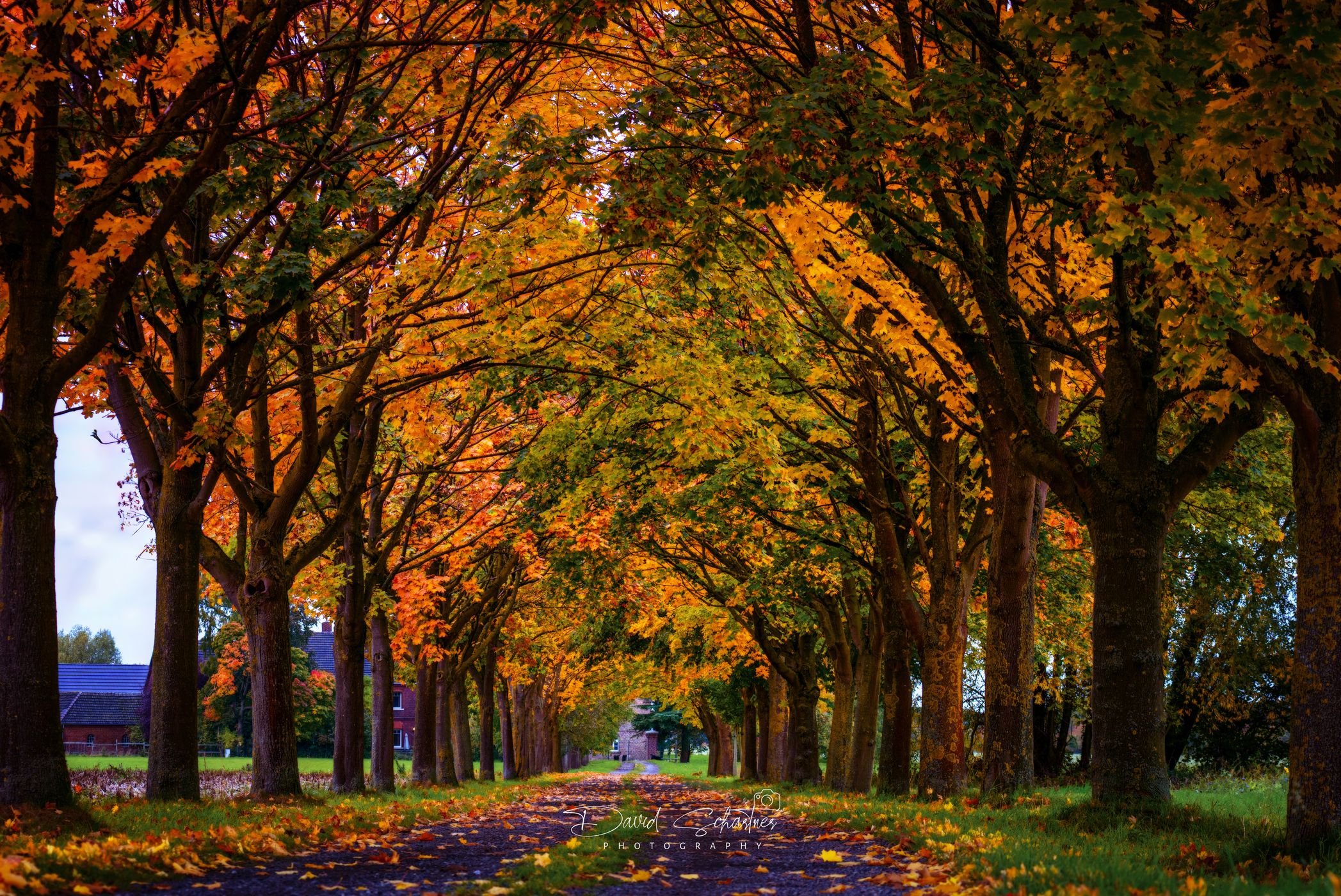 A beautiful avenue outside of Hamm, Germany