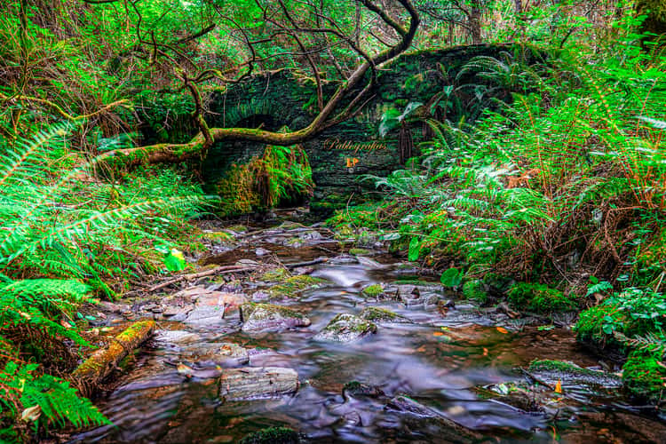 Arroyo da Salgueira