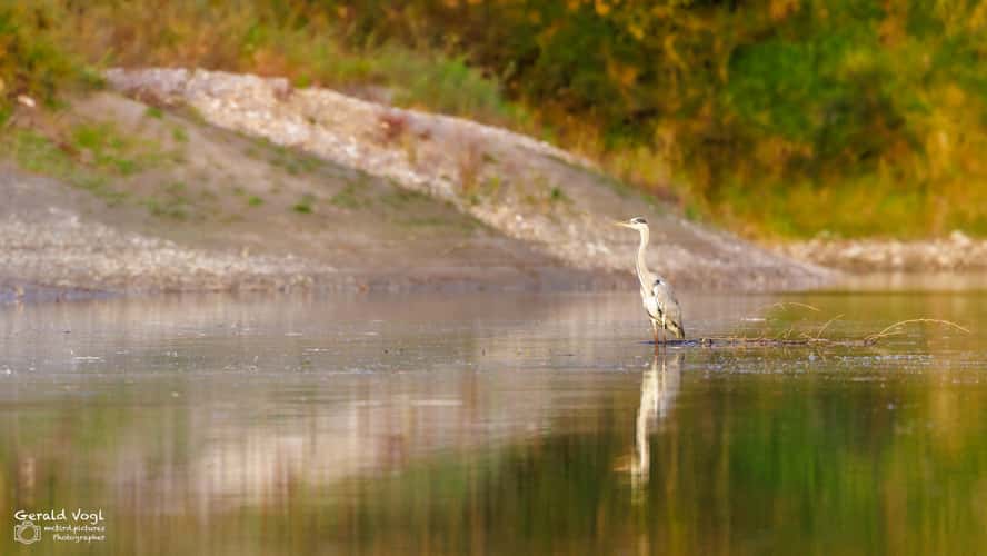 Augebiet Schönau an der Donau