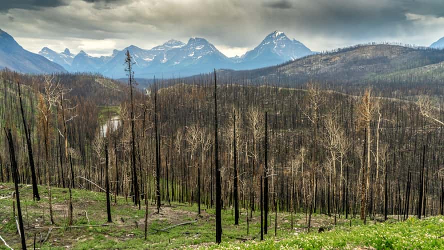 Burned Forest