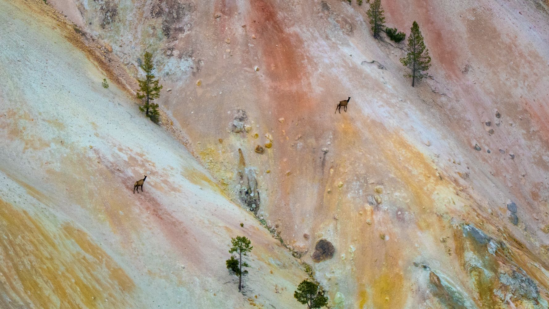 Caribous in the colours, USA