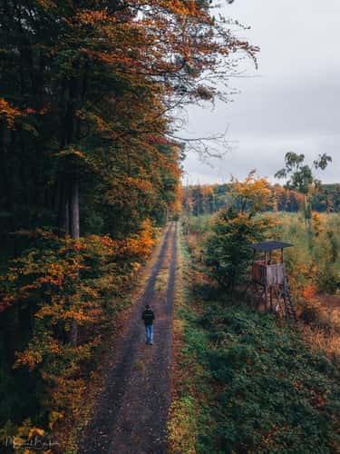 Dirt road near Dachsberger Lake, Stockhausen