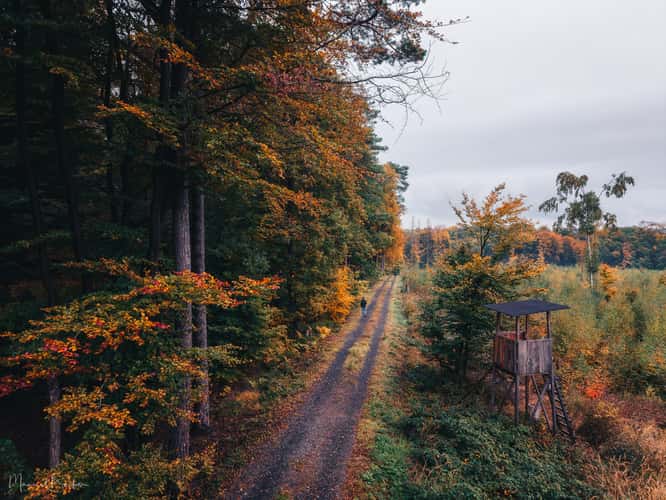 Dirt road near Dachsberger Lake, Stockhausen