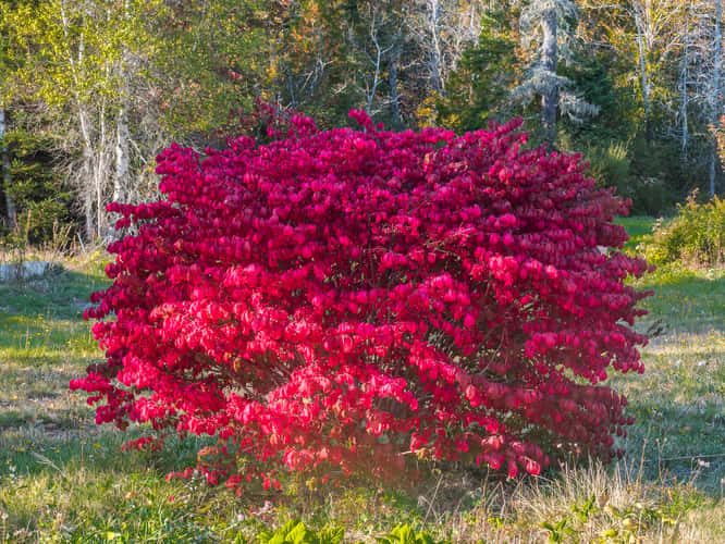Down East Maine