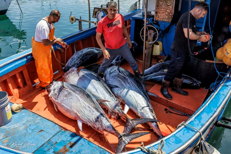 Fishing harbour of Palermo Sicily