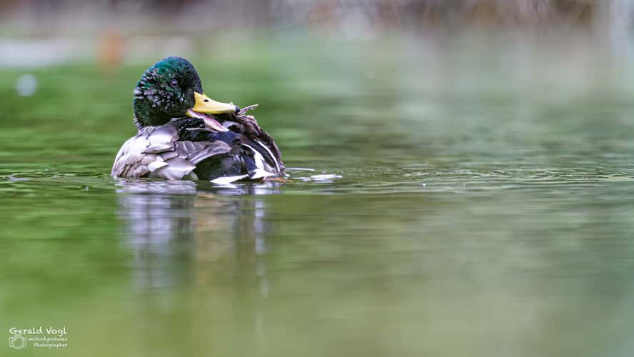 Florisdorfer Wasserpark, Vienna