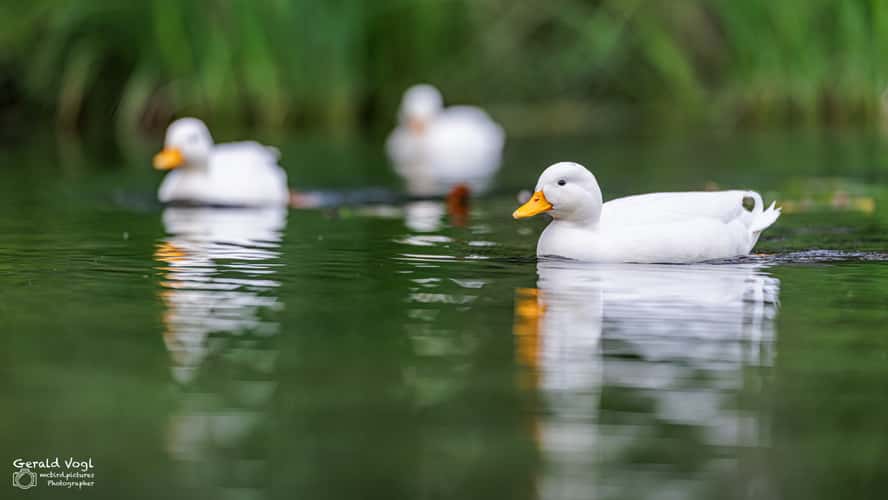 Florisdorfer Wasserpark, Vienna