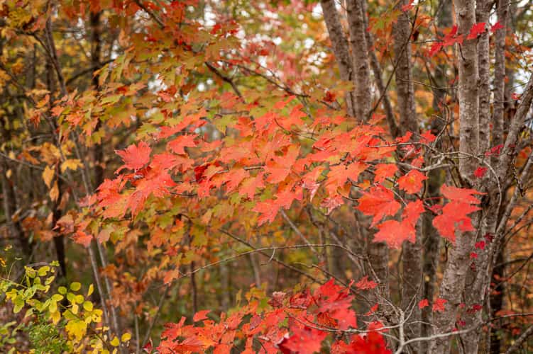 Foothills Parkway