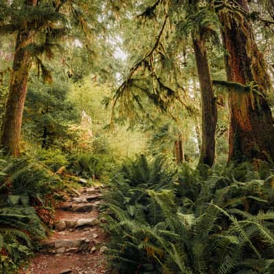 Hall of Mosses, USA