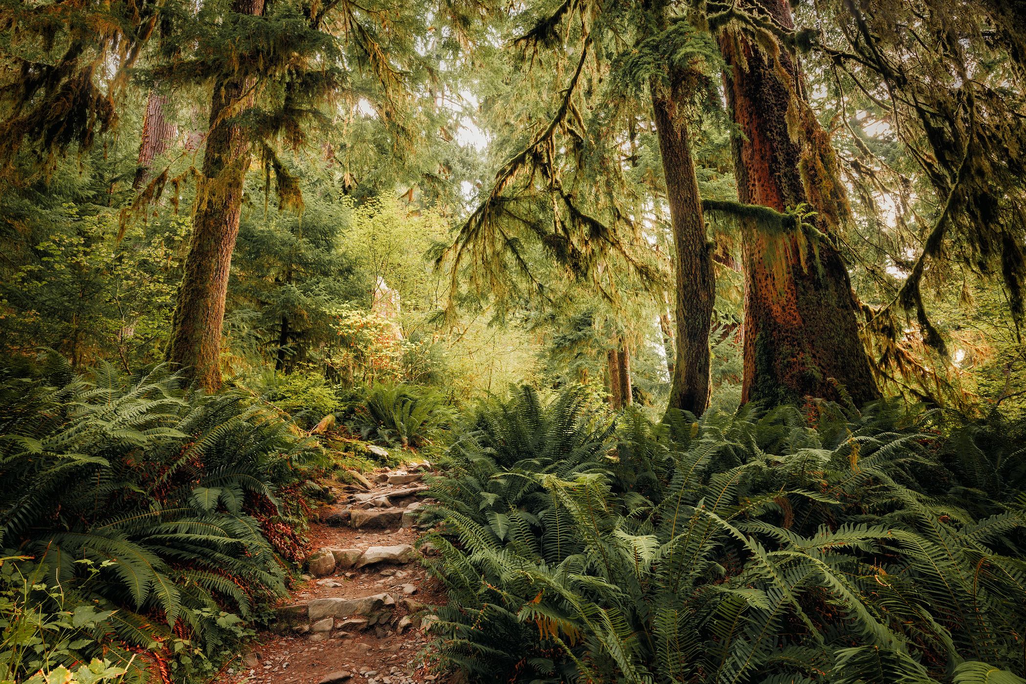 Hall of Mosses, USA