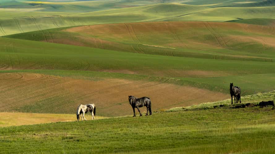 horses in the fields