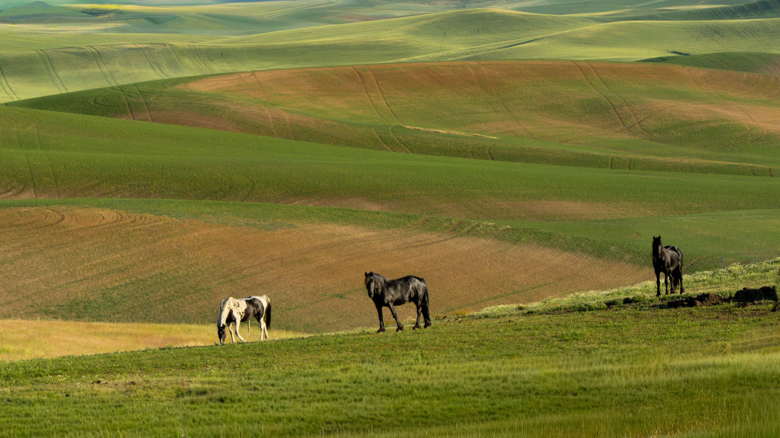 horses in the fields, USA