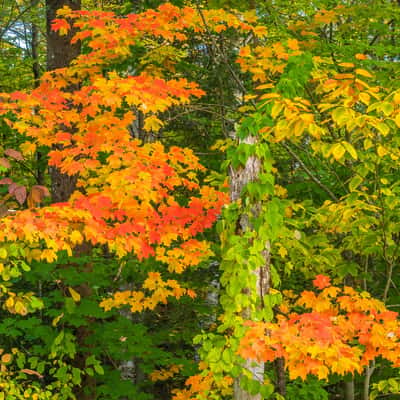 Indian Summer in Odell Park, Canada