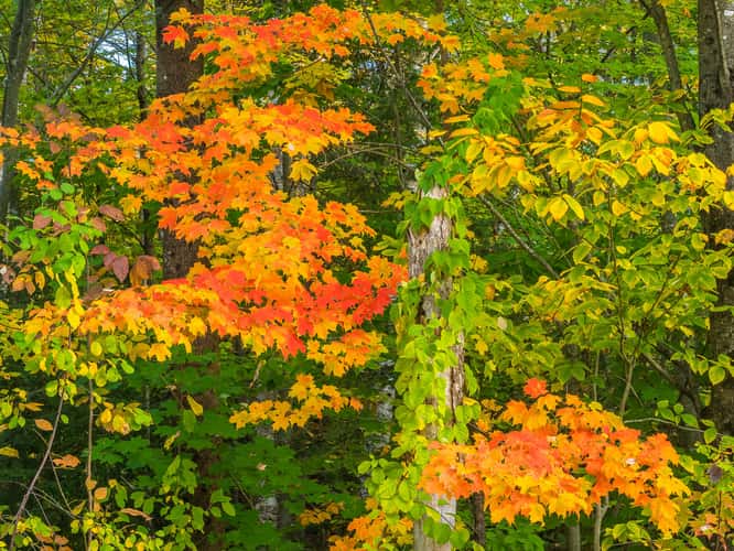 Indian Summer in Odell Park